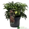 Hellebore 'Dacaya' Helleborus Plant 3Ltr Pot -Green Garden Shop 8719323773011