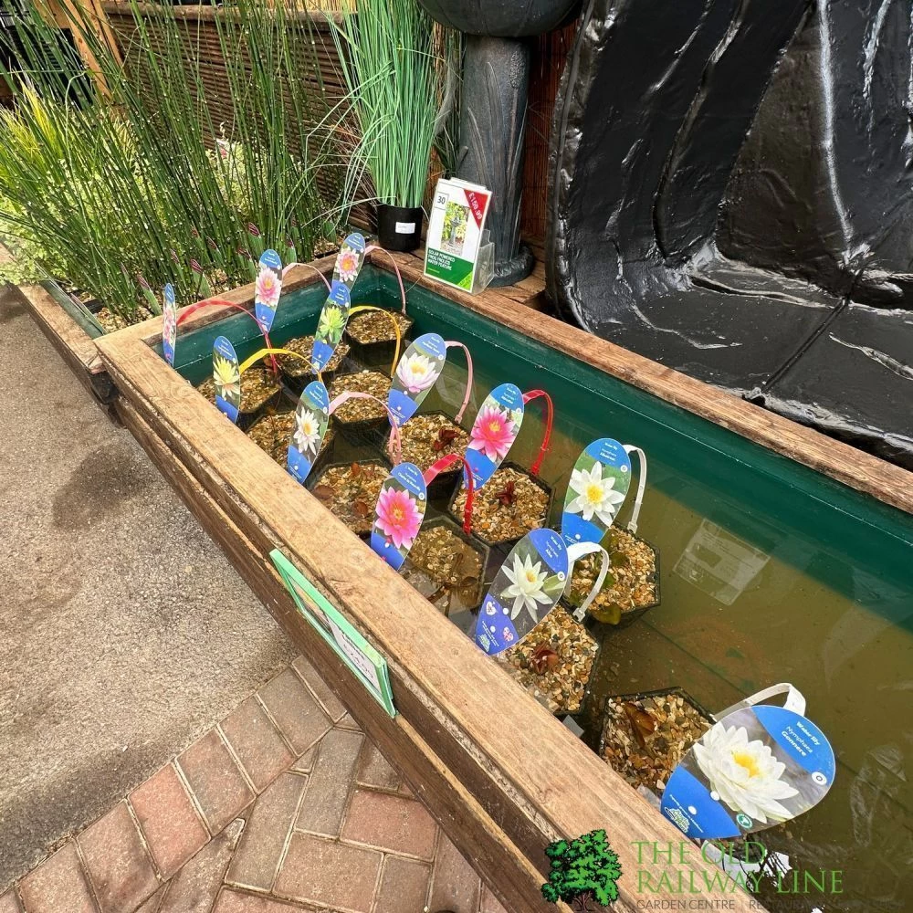 Water Lily Nymphaea Barbara Dobbins Pond Plant 3Ltr 4 Water Lily Nymphaea Barbara Dobbins Pond Plant 3Ltr - Image 2